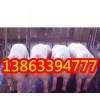 ֳ۸